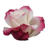 Silver Shadow Rose d'Equateur Ethiflora